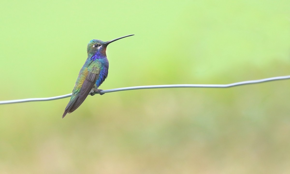 kolibřík cerradový - ML619819507