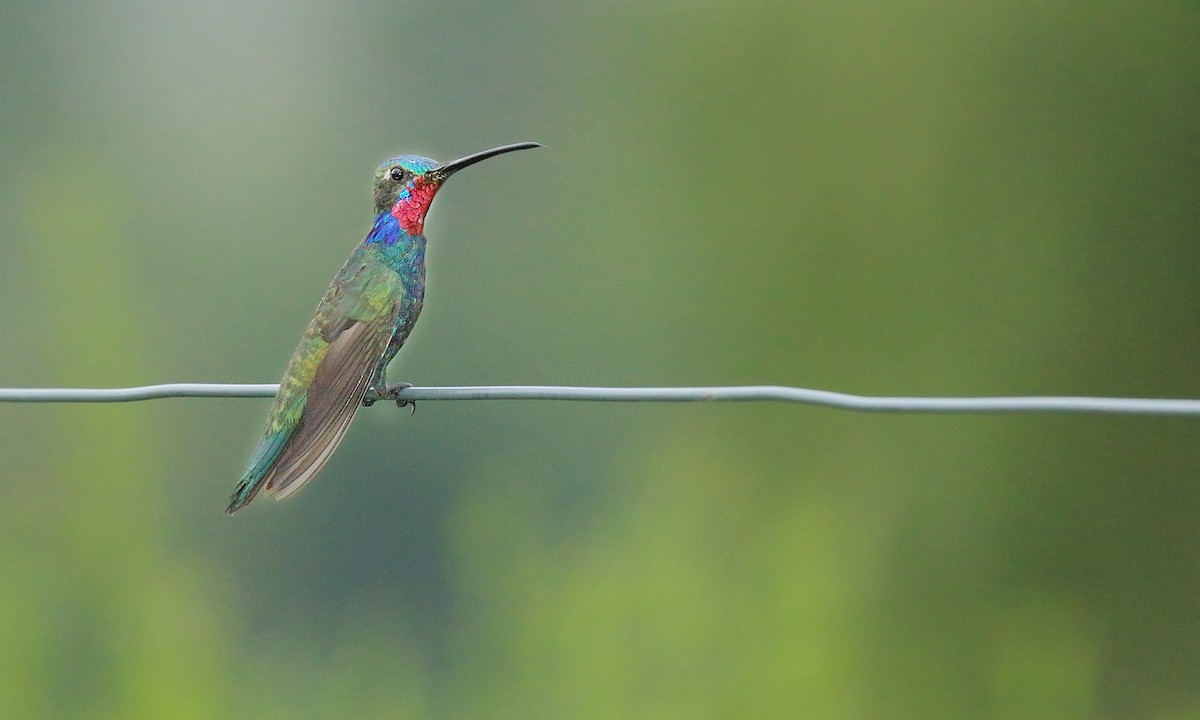 kolibřík cerradový - ML619819510