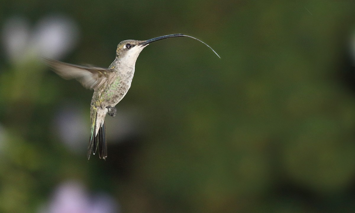kolibřík cerradový - ML619819511