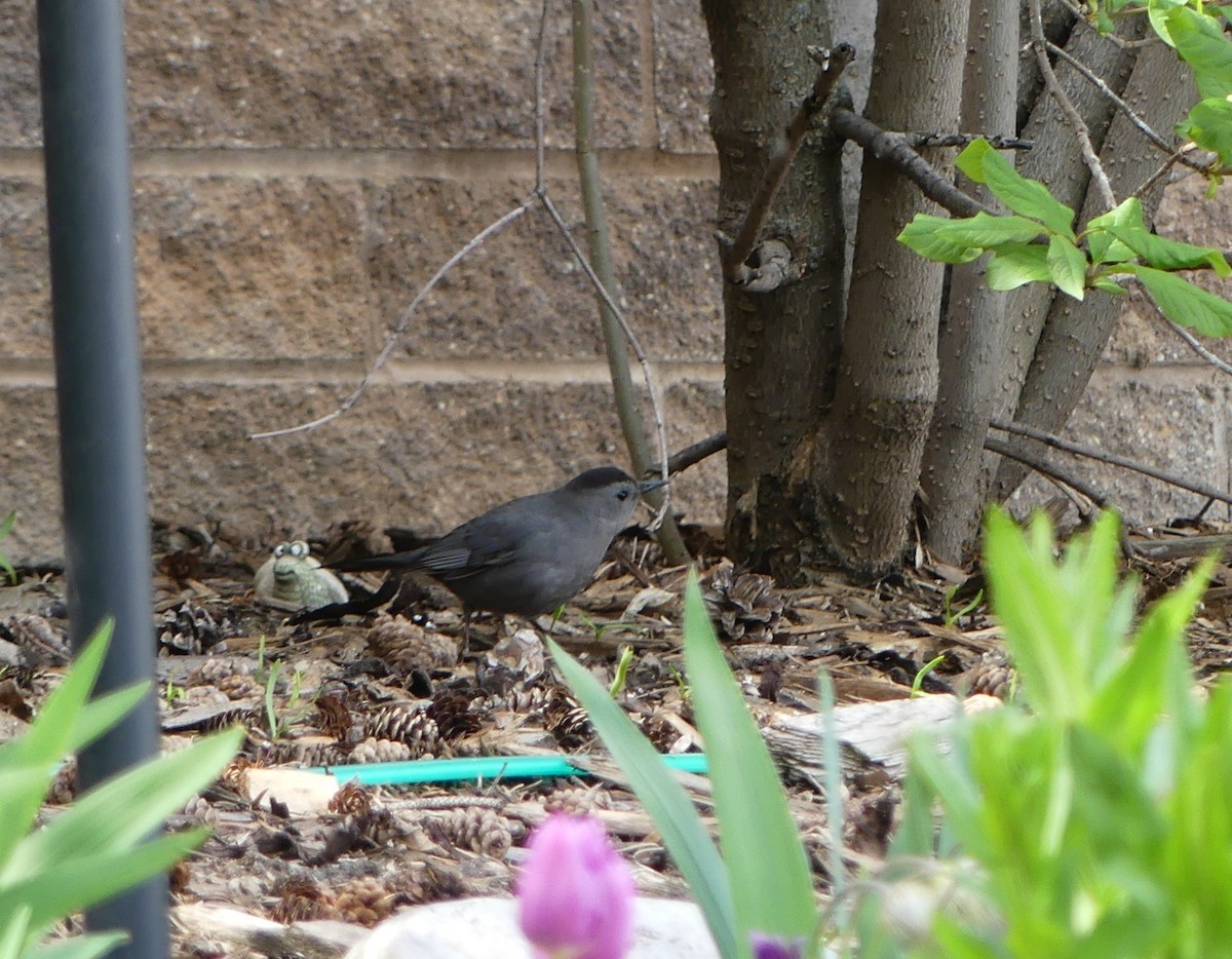 Gray Catbird - ML619819566