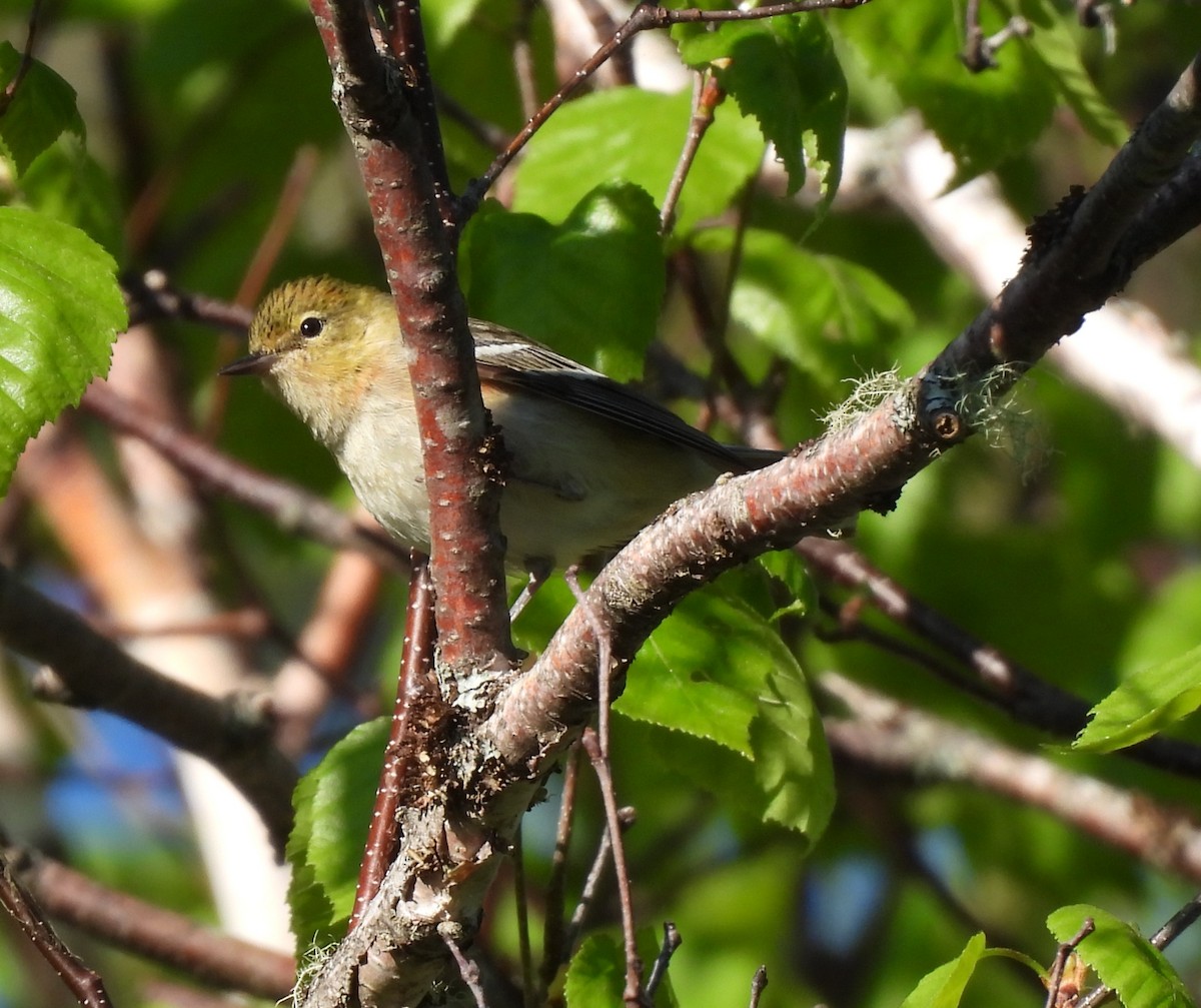 Bay-breasted Warbler - ML619819570