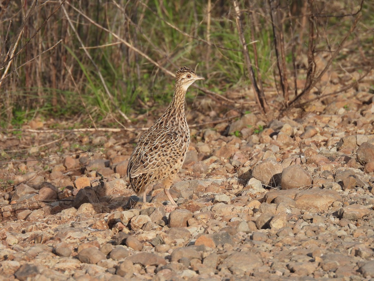 Spotted Nothura - ML619819590