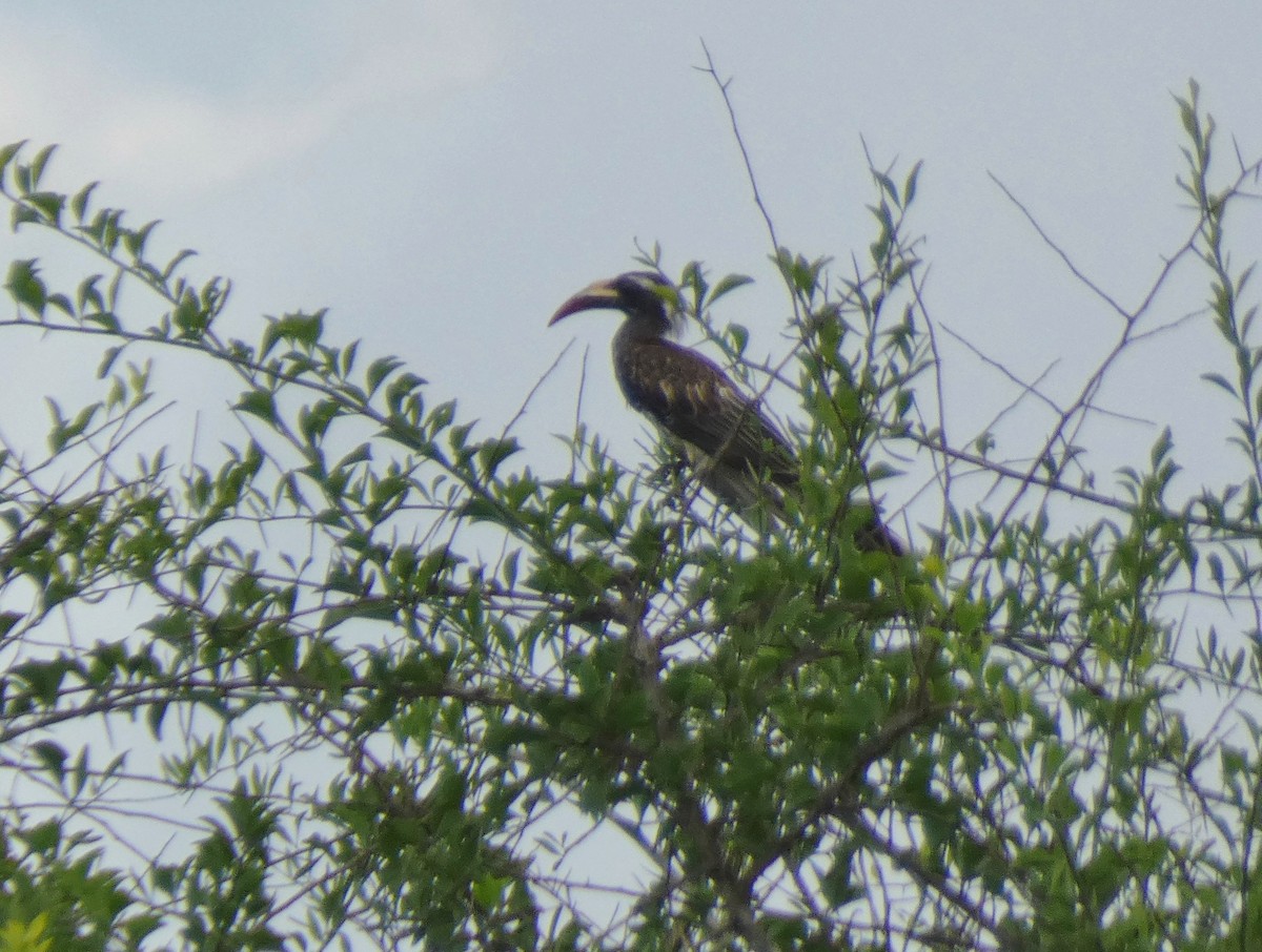 African Gray Hornbill - ML619819594