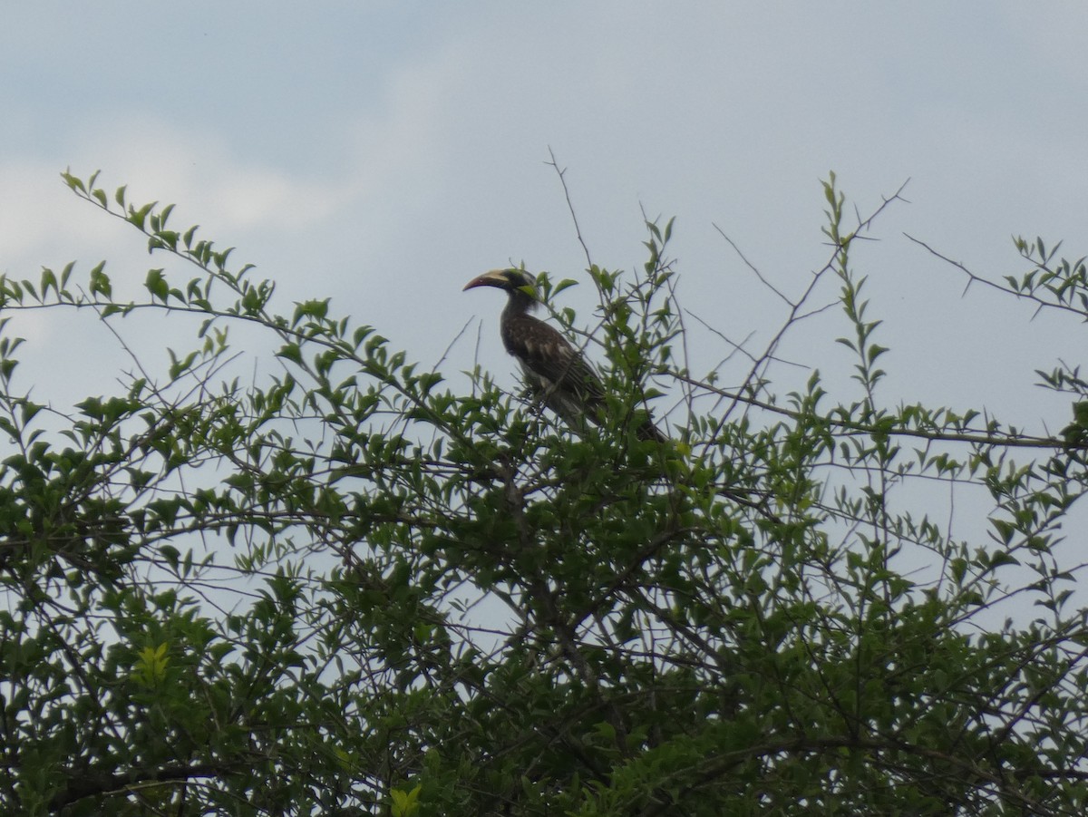 African Gray Hornbill - ML619819596