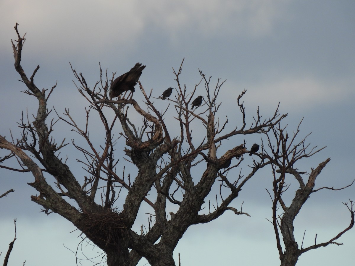 Crested Caracara - ML619819603