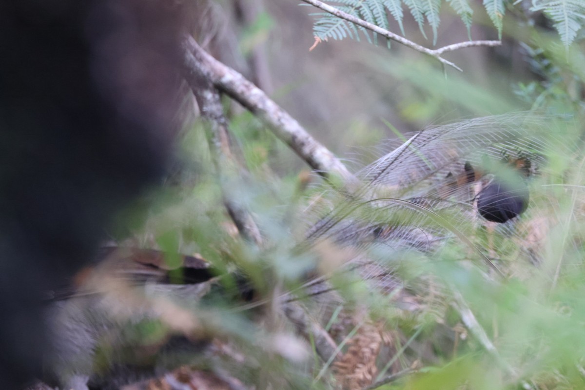 Superb Lyrebird - ML619819628