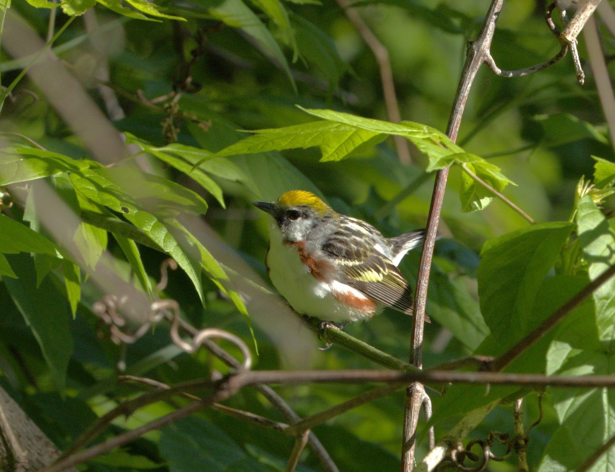 brunsideparula - ML619819644