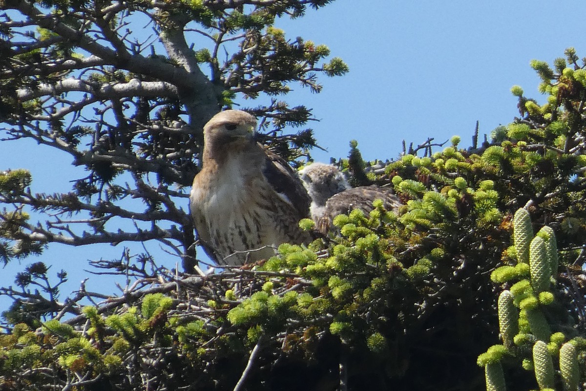 Red-tailed Hawk - Anonymous