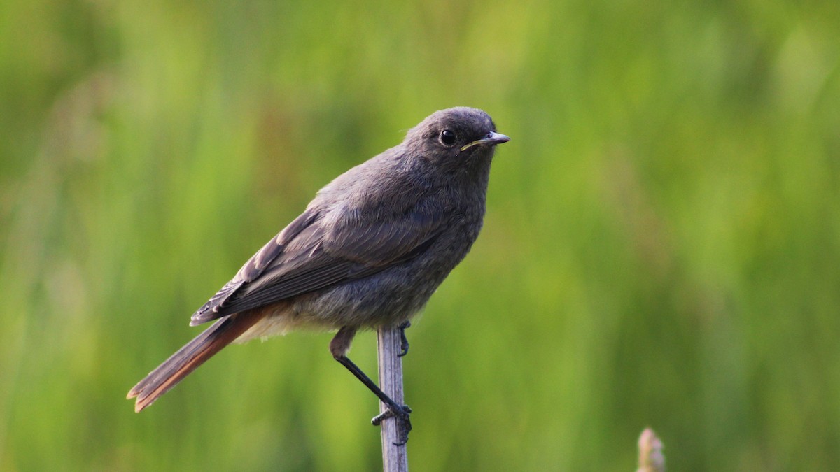 Black Redstart - ML619819678