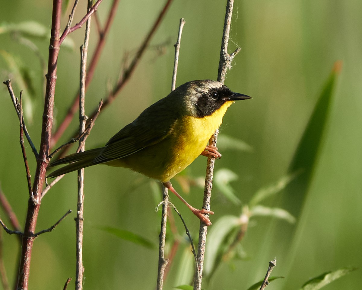 Common Yellowthroat - ML619819682