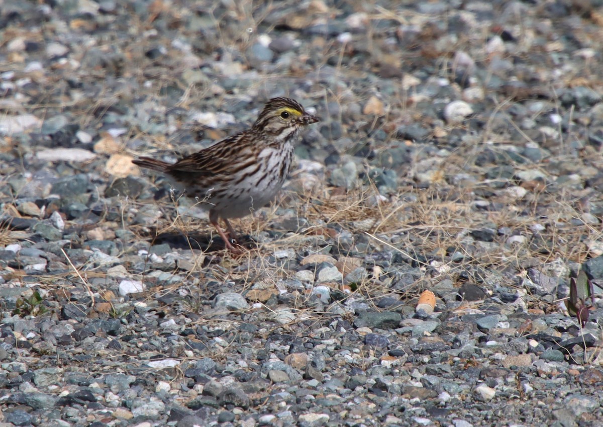 Savannah Sparrow - ML619819683