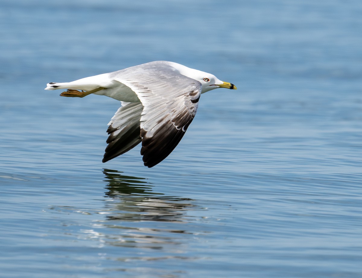 Ring-billed Gull - ML619819693