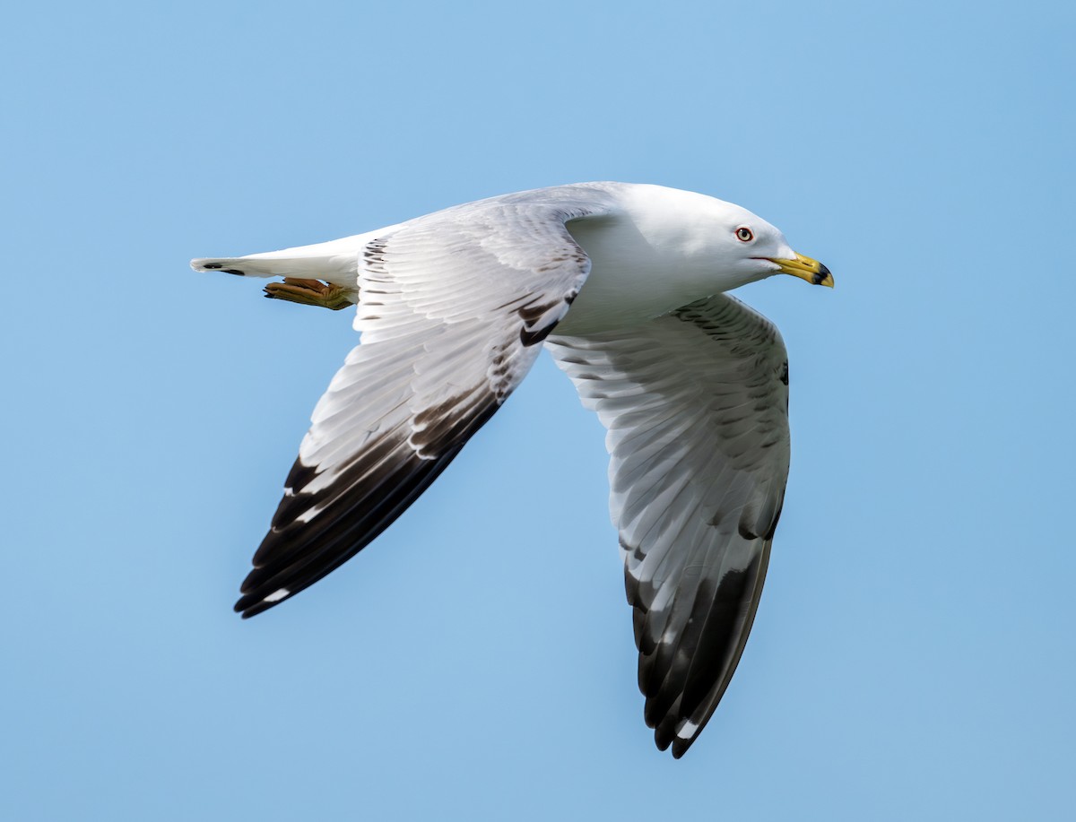 Ring-billed Gull - ML619819694