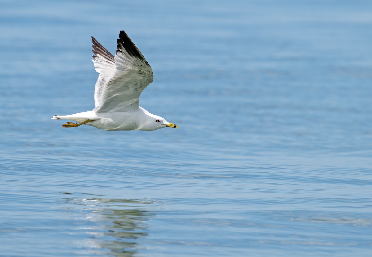 Ring-billed Gull - ML619819695