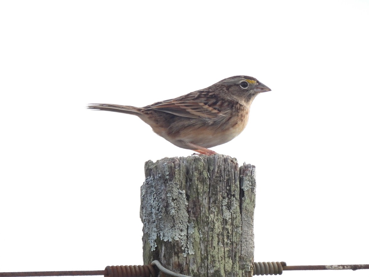 Grassland Sparrow - ML619819699