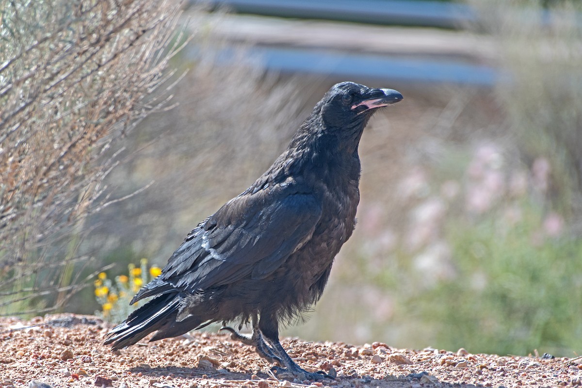 Common Raven - ML619819706