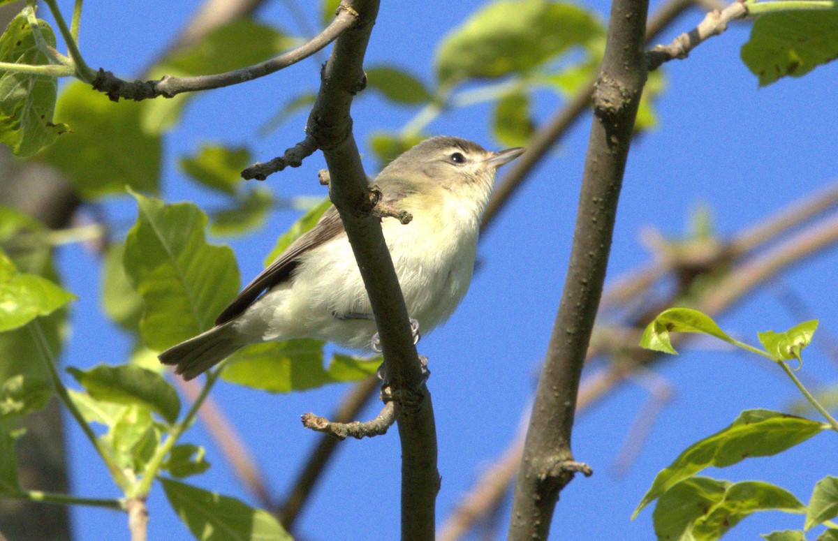 Ötücü Vireo - ML619819708