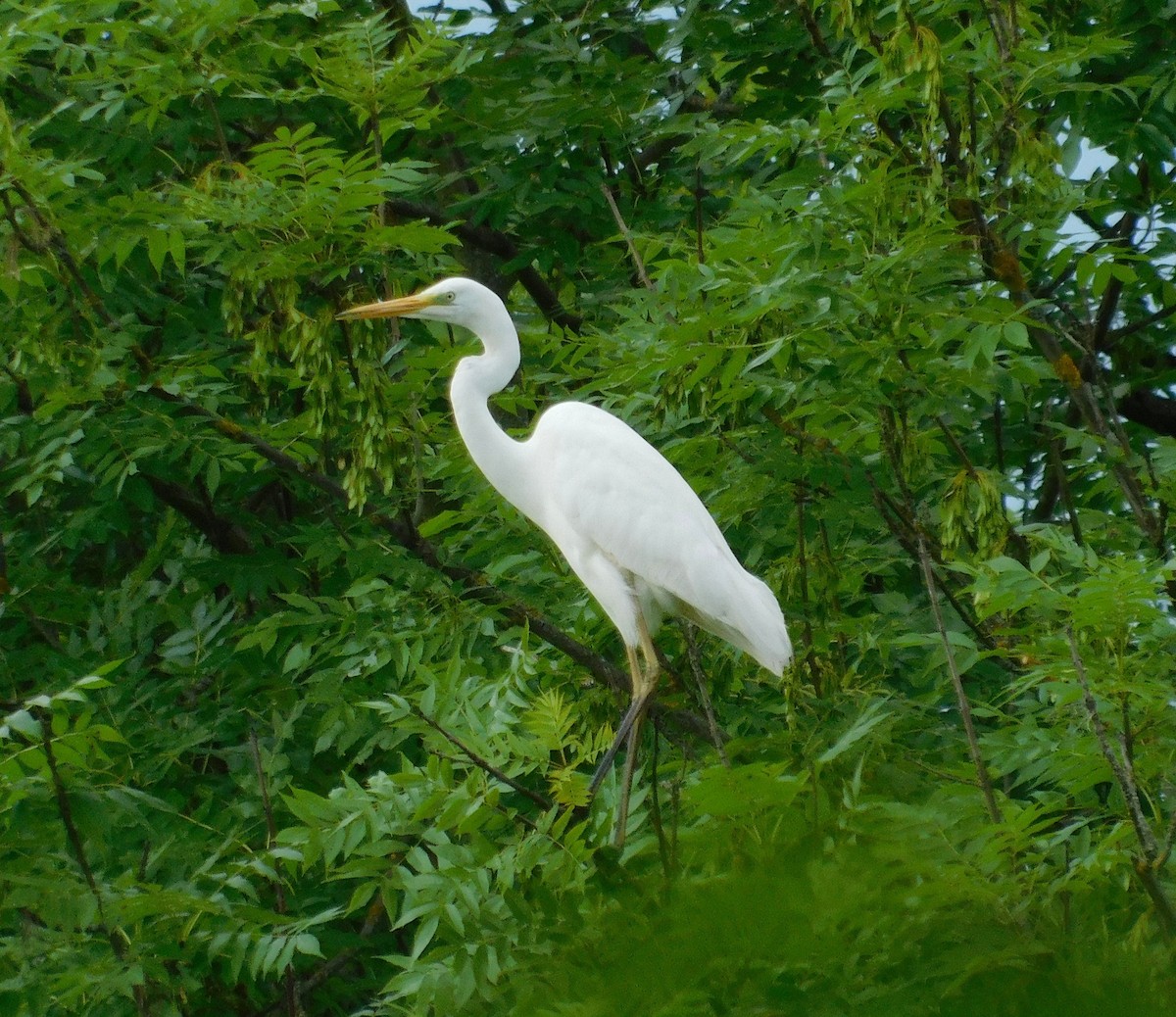 Цасч дэглий - ML619819711