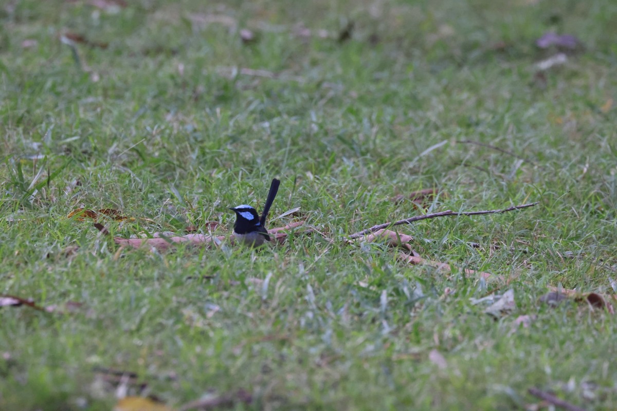 Superb Fairywren - ML619819719