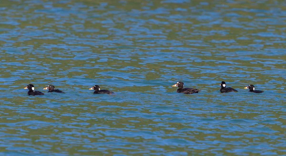 Surf Scoter - ML619819726