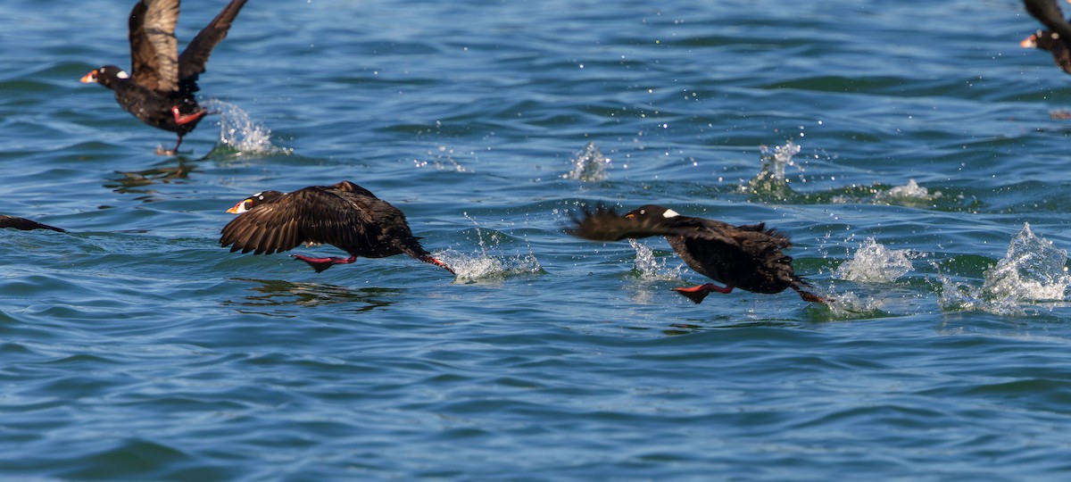 Surf Scoter - ML619819727