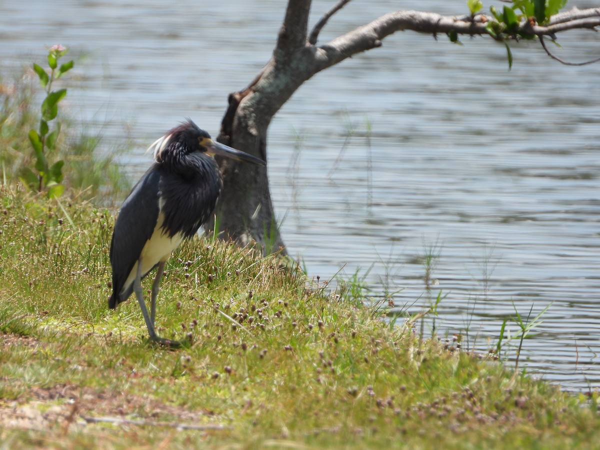 Tricolored Heron - ML619819728