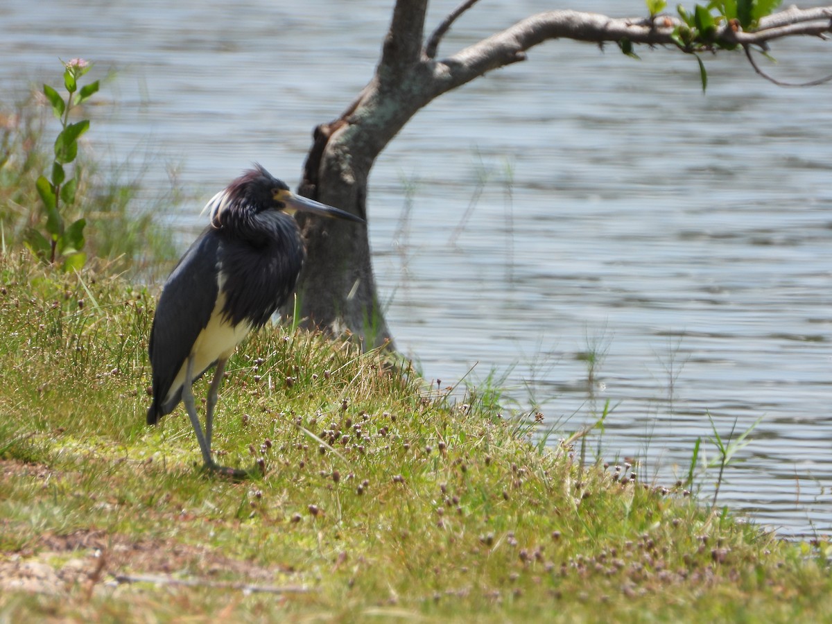 Tricolored Heron - ML619819729