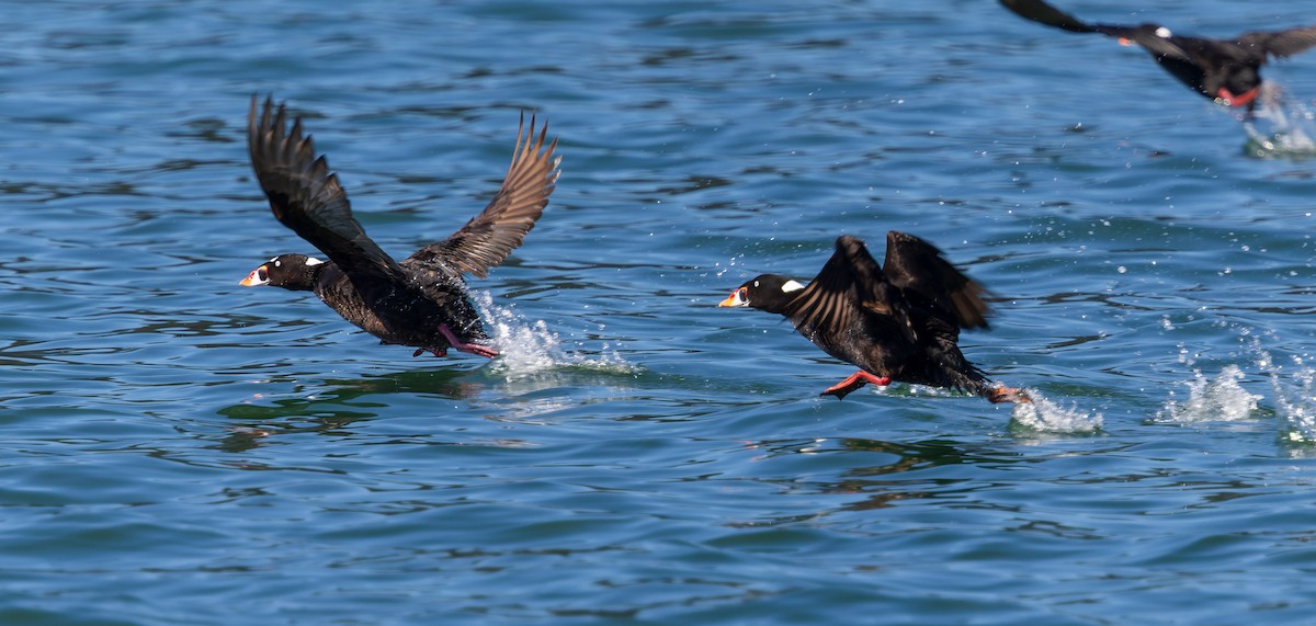 Surf Scoter - ML619819732