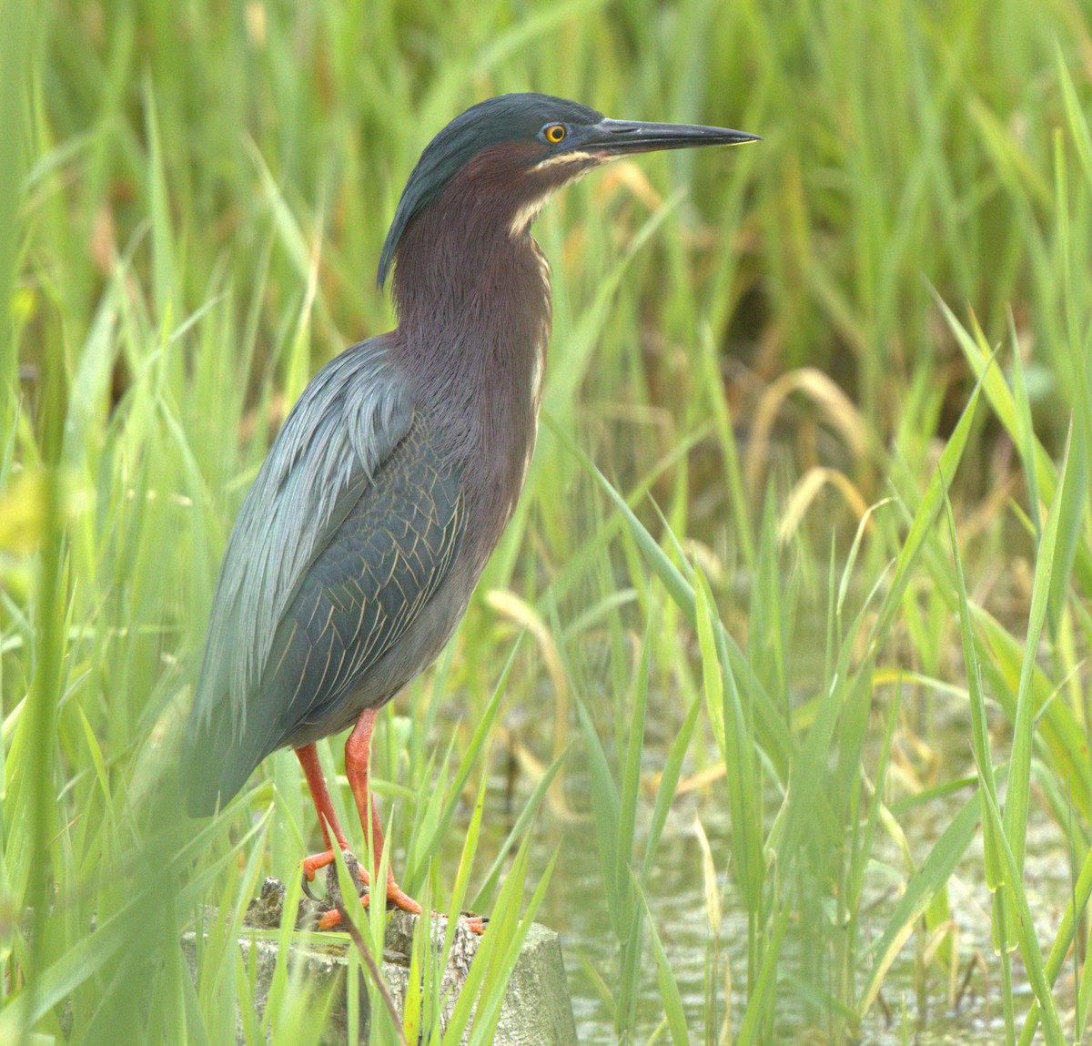 Green Heron - ML619819755