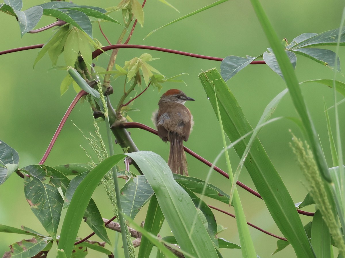 Pale-breasted Spinetail - ML619819761