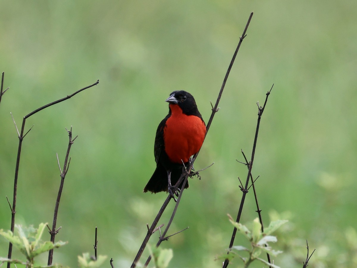 Red-breasted Meadowlark - ML619819770