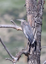 Great Blue Heron - ML61981981