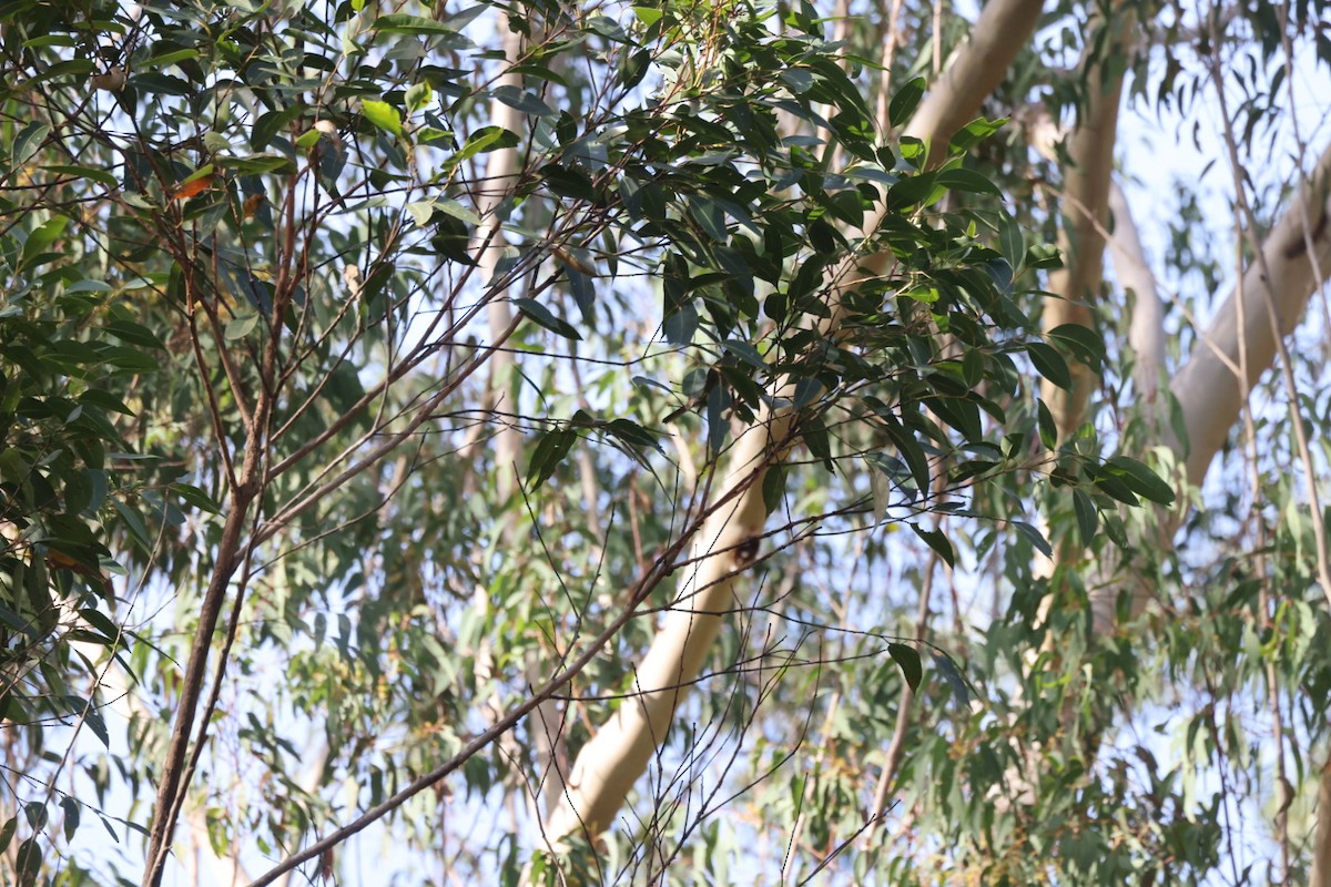 Lewin's Honeyeater - ML619819817