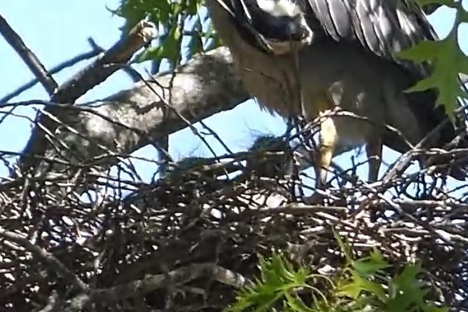 Yellow-crowned Night Heron - ML619819841