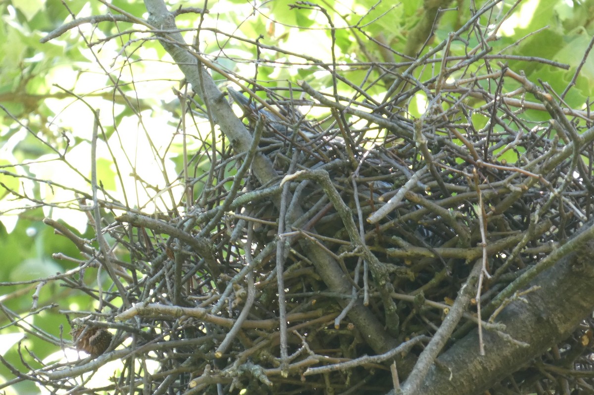 Yellow-crowned Night Heron - ML619819842