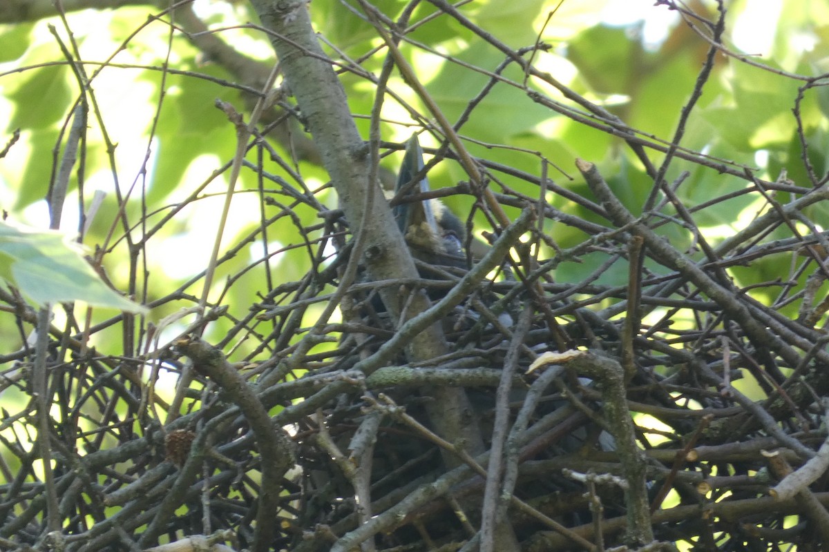 Yellow-crowned Night Heron - ML619819843