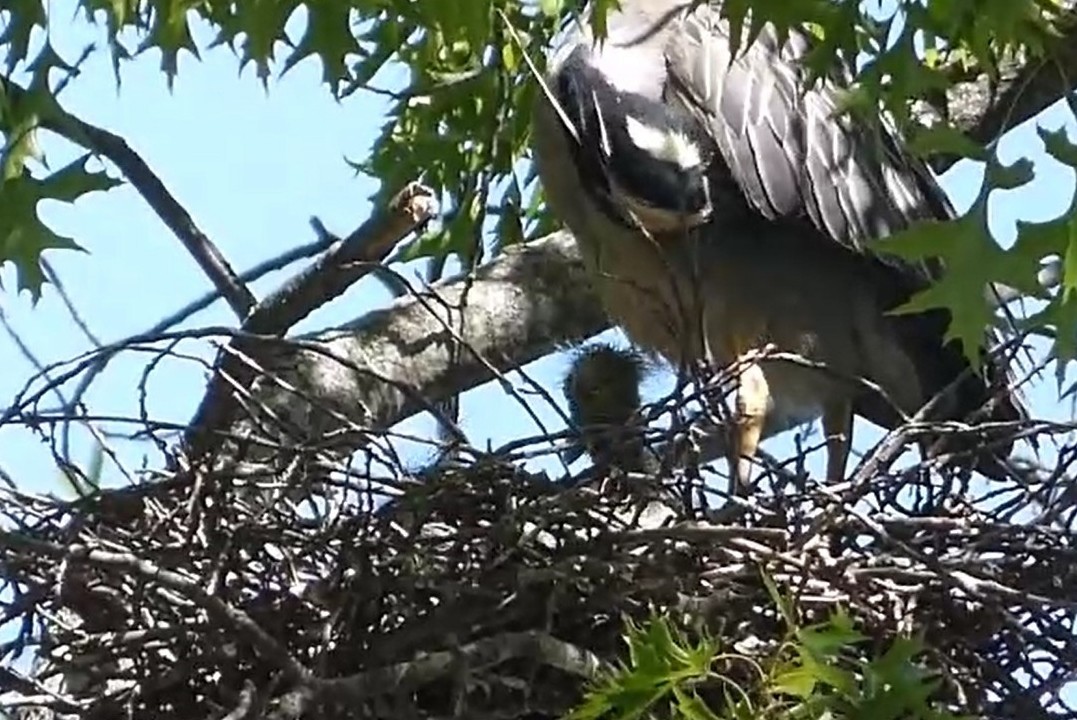 Yellow-crowned Night Heron - ML619819844