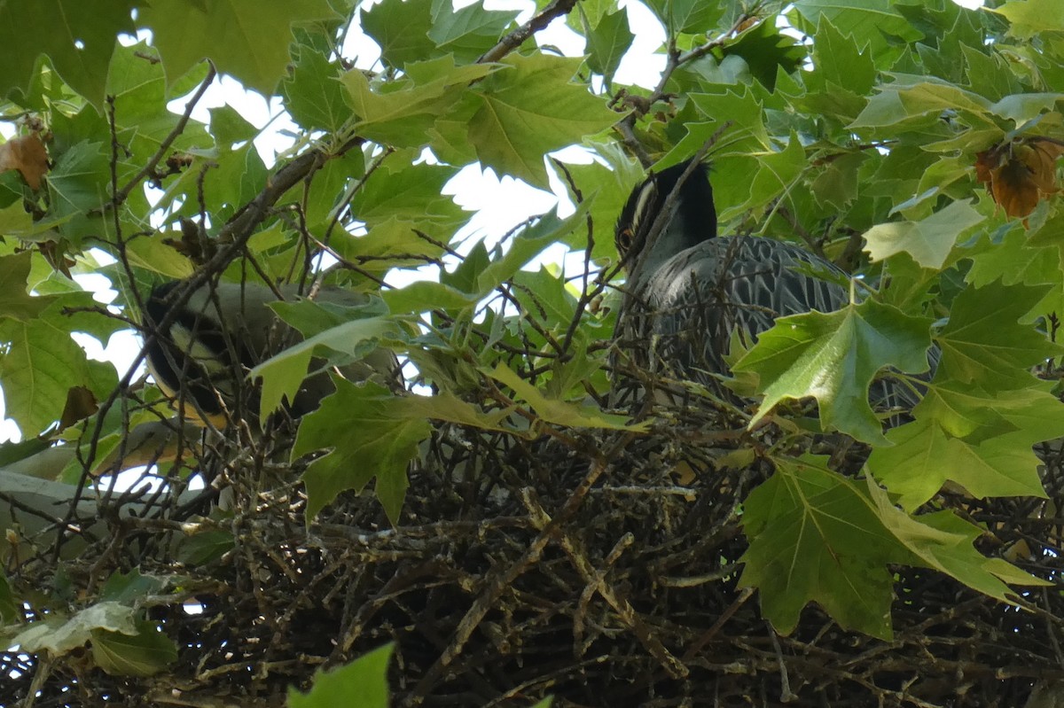 Yellow-crowned Night Heron - ML619819845