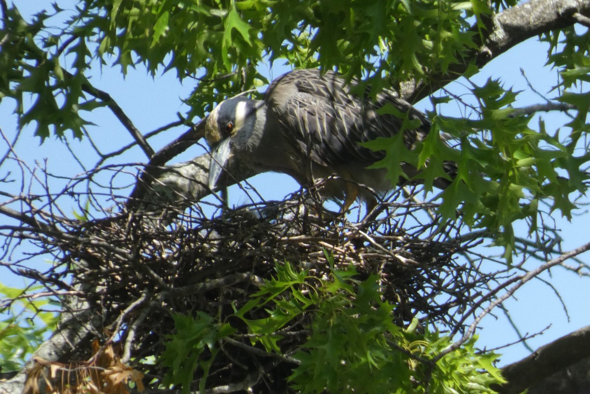 Yellow-crowned Night Heron - ML619819846