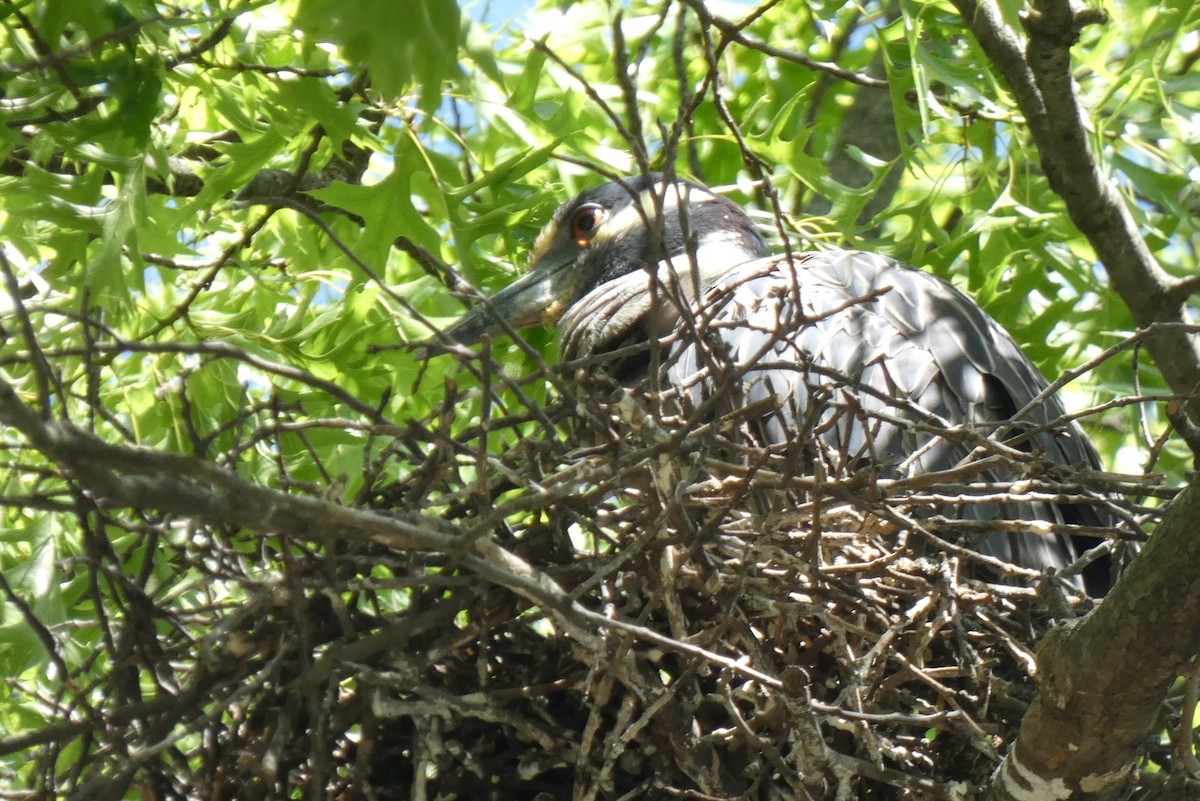 Yellow-crowned Night Heron - ML619819847