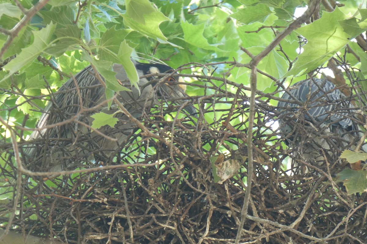 Yellow-crowned Night Heron - ML619819848