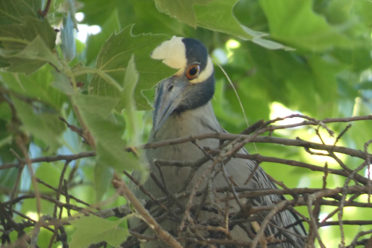 Yellow-crowned Night Heron - ML619819849