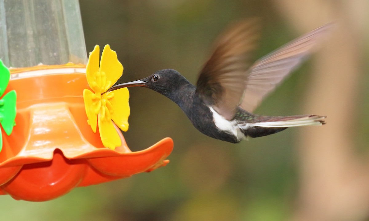 kolibřík černobílý - ML619819851