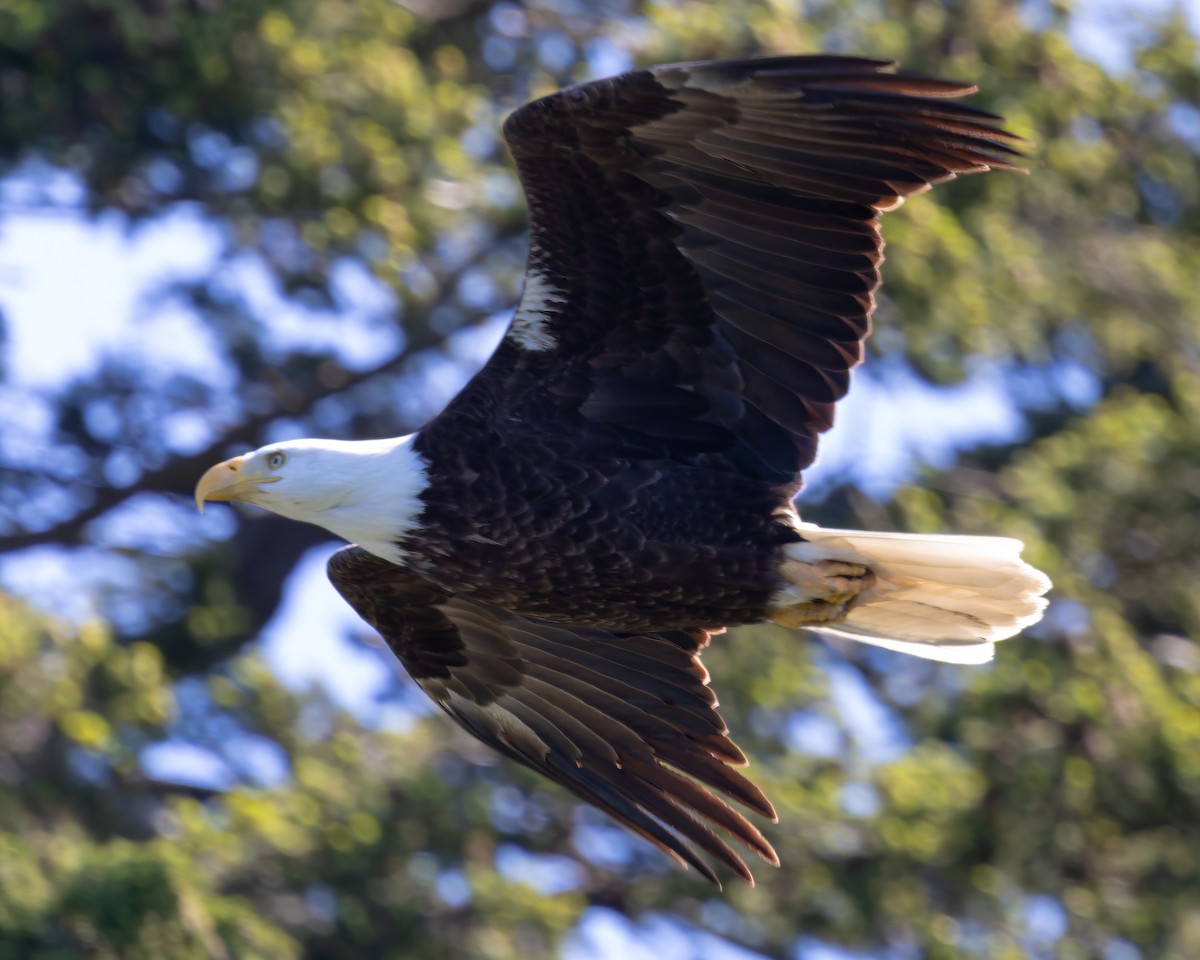 Bald Eagle - ML619819860