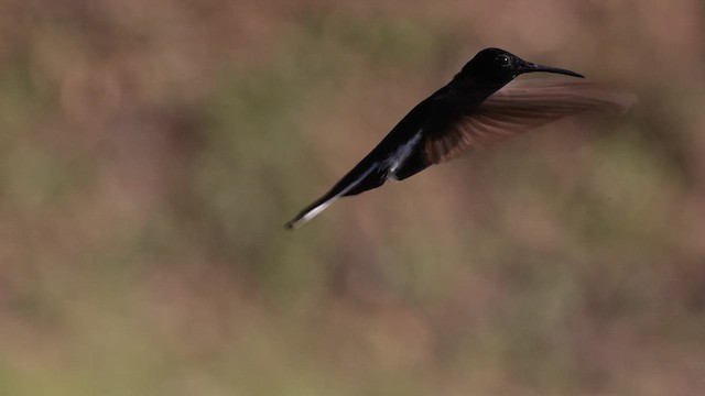 kolibřík černobílý - ML619819882