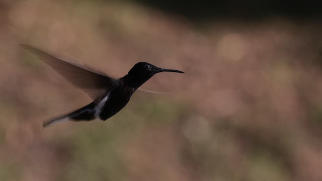 kolibřík černobílý - ML619819884