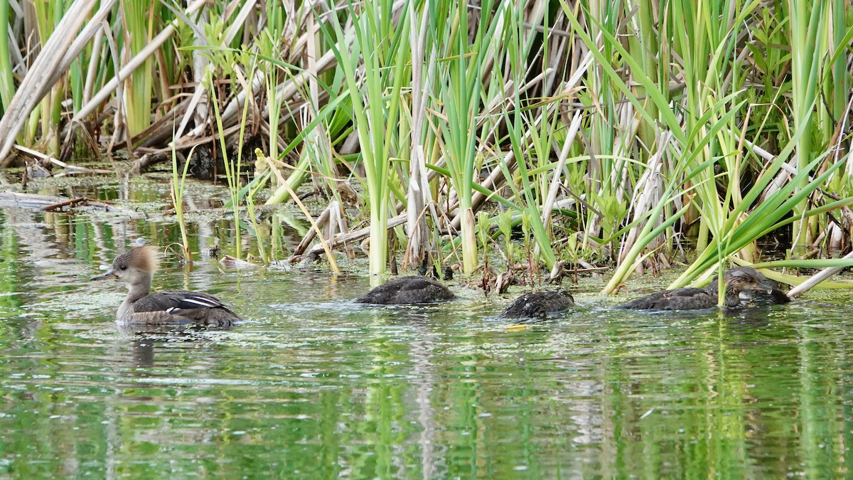 Hooded Merganser - ML619819885