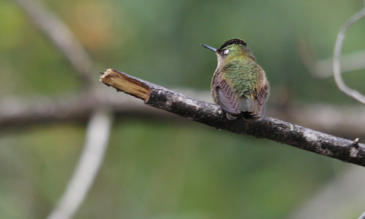 Green-backed Firecrown - ML619819888