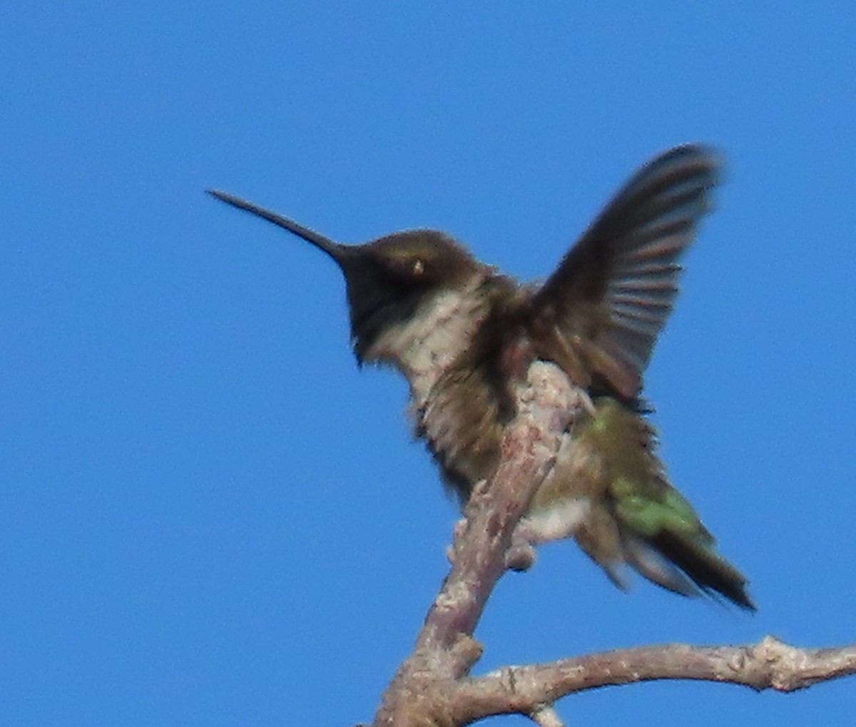 Black-chinned Hummingbird - ML619819897