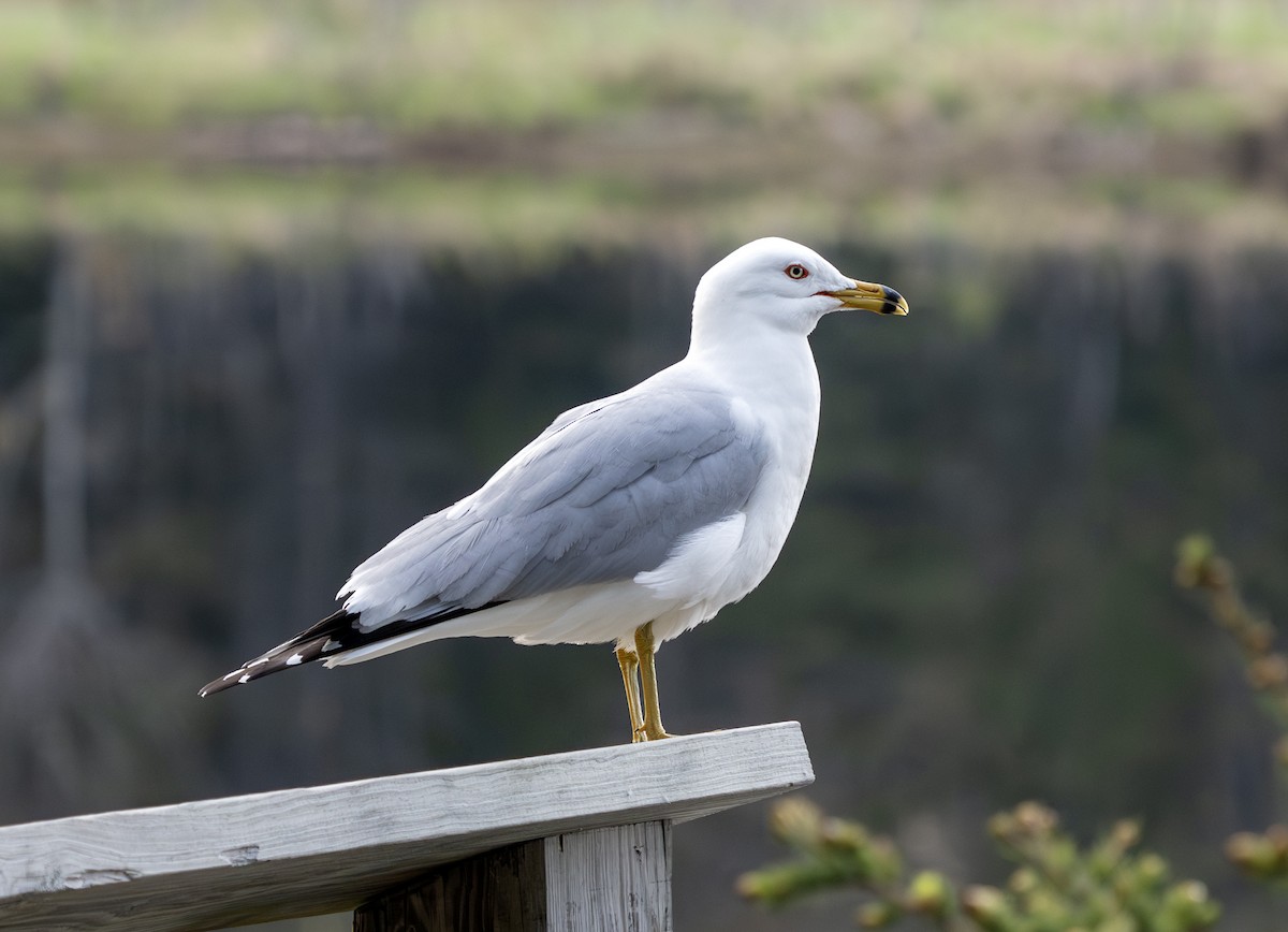 Ring-billed Gull - ML619819900